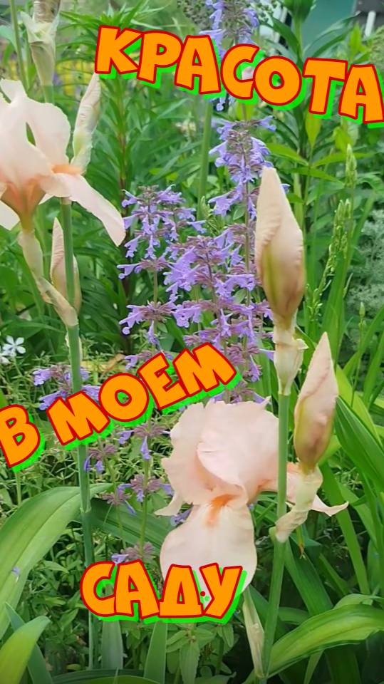Красота в моем саду!