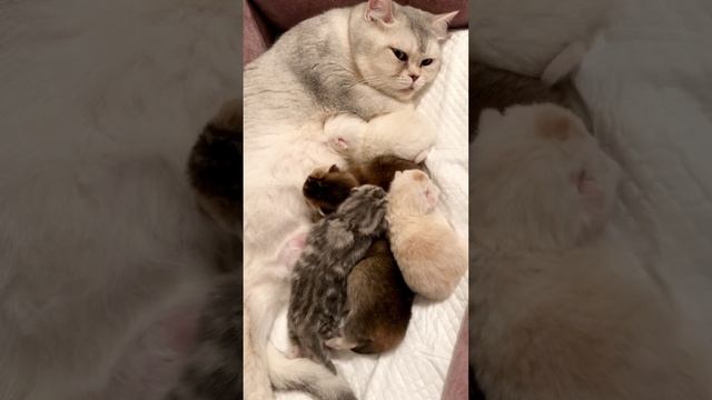 Котята кошки Кайли.