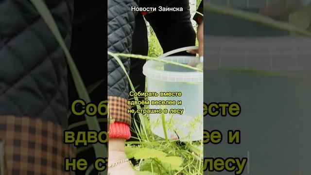 Лесные дары Заинска: как две подруги собирали летние ягоды