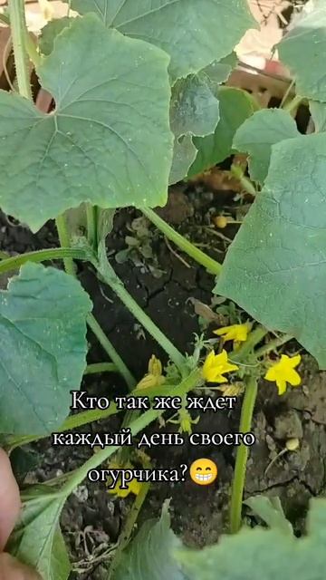 кто ждет огурчиков?