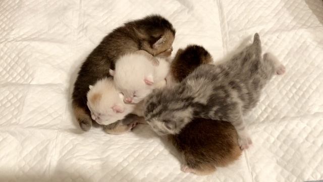 Кошка Кайли родила котят.