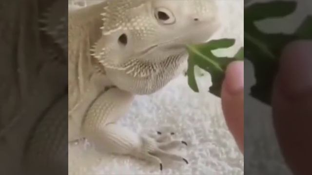 (СМЕШНЫЕ ЖИВОТНЫЕ) 😂