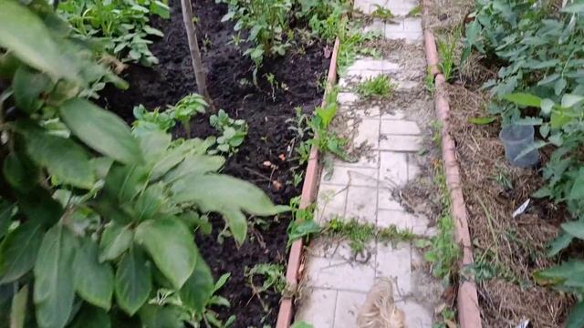 Об подкормках и не только  .Обзор теплиц и огорода