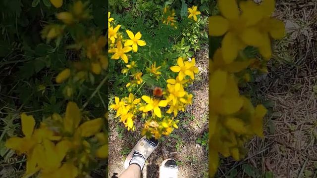 рил природа у нас