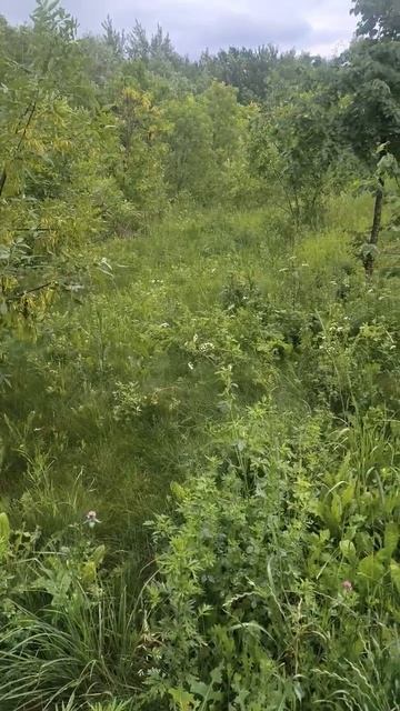 Трава, деревья в парке