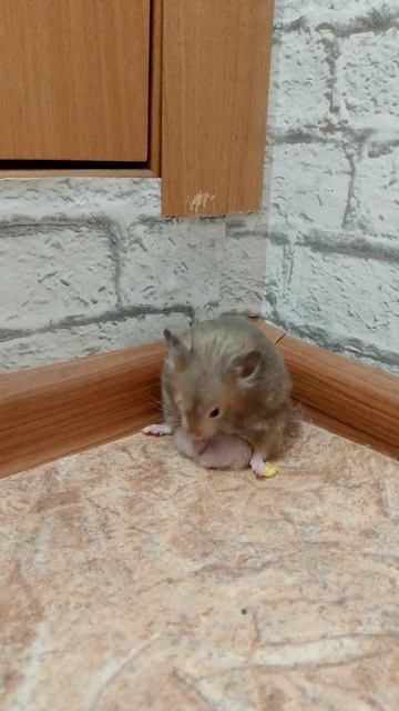 мой хомяк любит мыться й