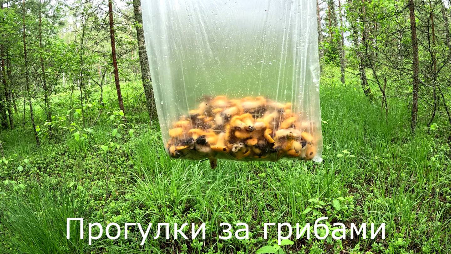 Прогулки за грибами. Пошли дожди, собираю лисички.