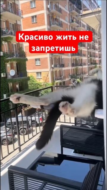 Красиво жить не запретишь #юмор #прикольныекоты