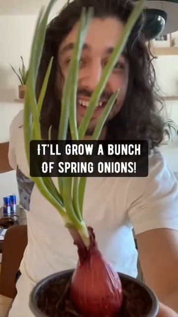 Spring Onions | creative explained