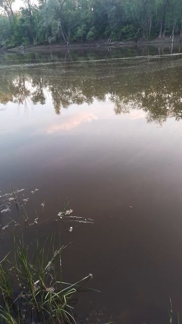 звуки лягушек