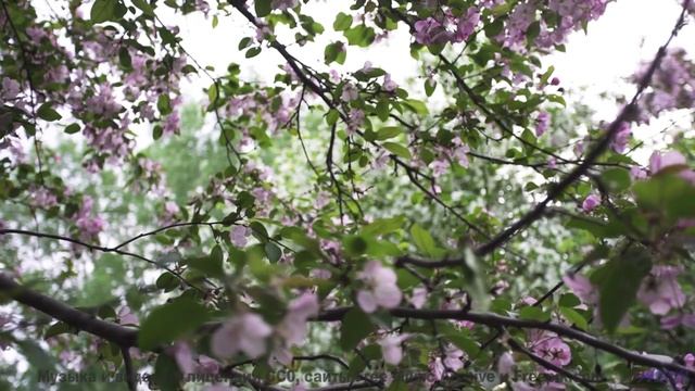 Что будет, если показать это видео хомяку Результат удивит! - Bush Week -- Nihilore -- Broken Parts