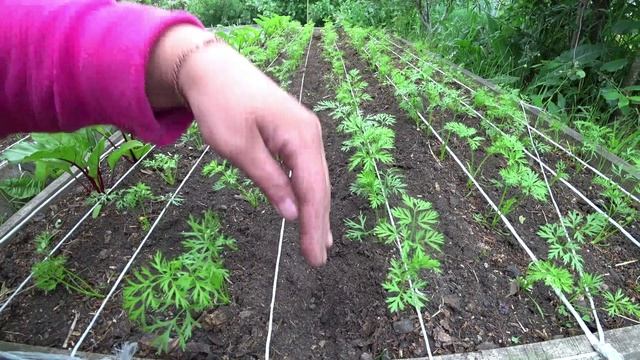 Золотые правила полива моркови