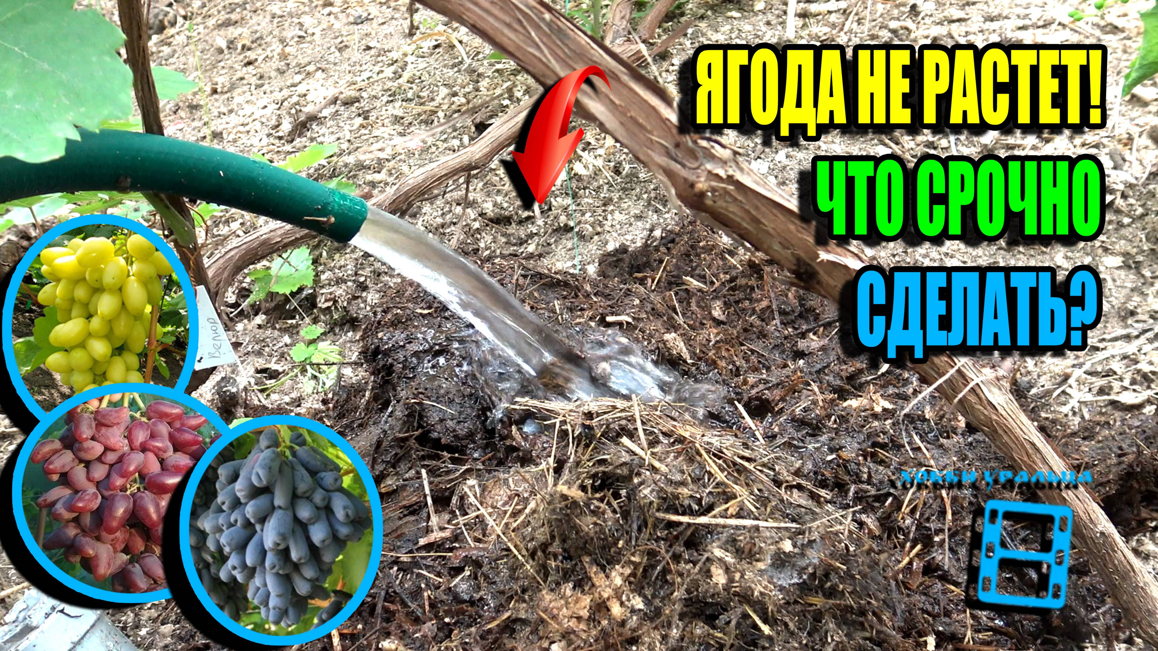 ЛУЧШАЯ ПОДКОРМКА ВИНОГРАДА ПОСЛЕ ЦВЕТЕНИЯ, ИНАЧЕ ЯГОДА ОСТАНОВИТ РОСТ. СЕВЕРНЫЙ ВИНОГРАДНИК 25-23