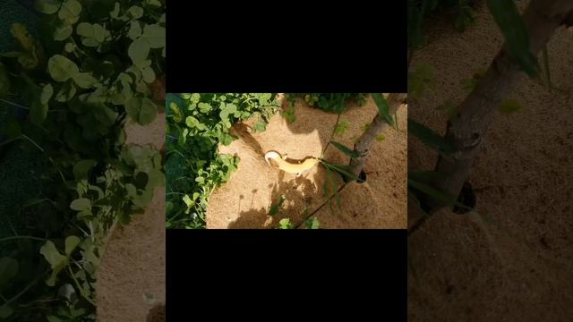 Приключения ауфара 2