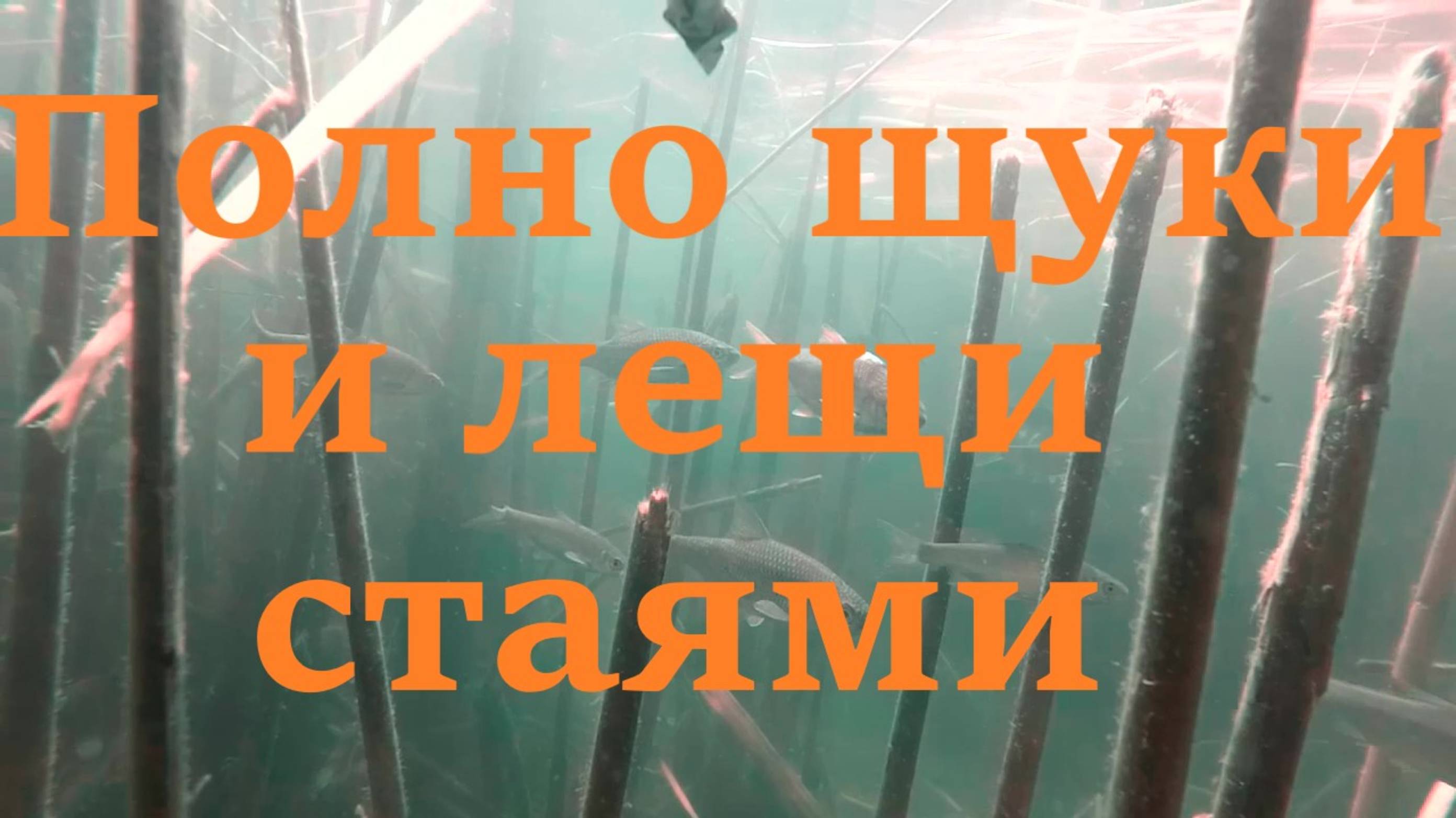 Полно щуки и лещи стаями. Подводная охота