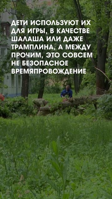 Ветки во дворах