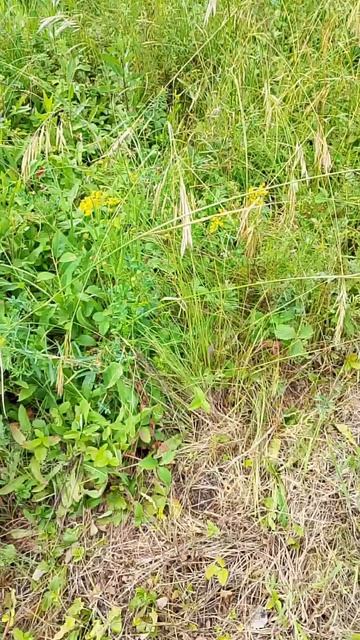 одну ягодку рву другую примечаю