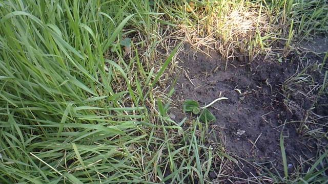 Обзор наших кабачков новой посадки и самого первого кабачка "Цукеша" с цветком