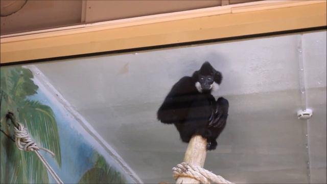 Красавец хохлатый желтощёкий гиббон в павильоне и на улице 16.06.2025