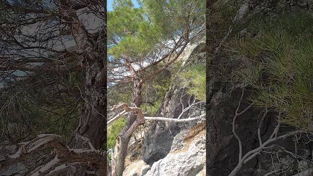 Супер место для прогулок в Крыму это тропа Галицина в Судаке