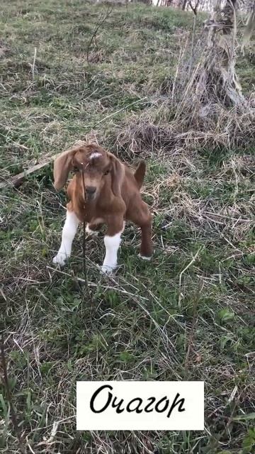 Выпендрежница  на бурской ферме в белых чулках #goat #козочкаалмеру #прикол #животные #козы #animals