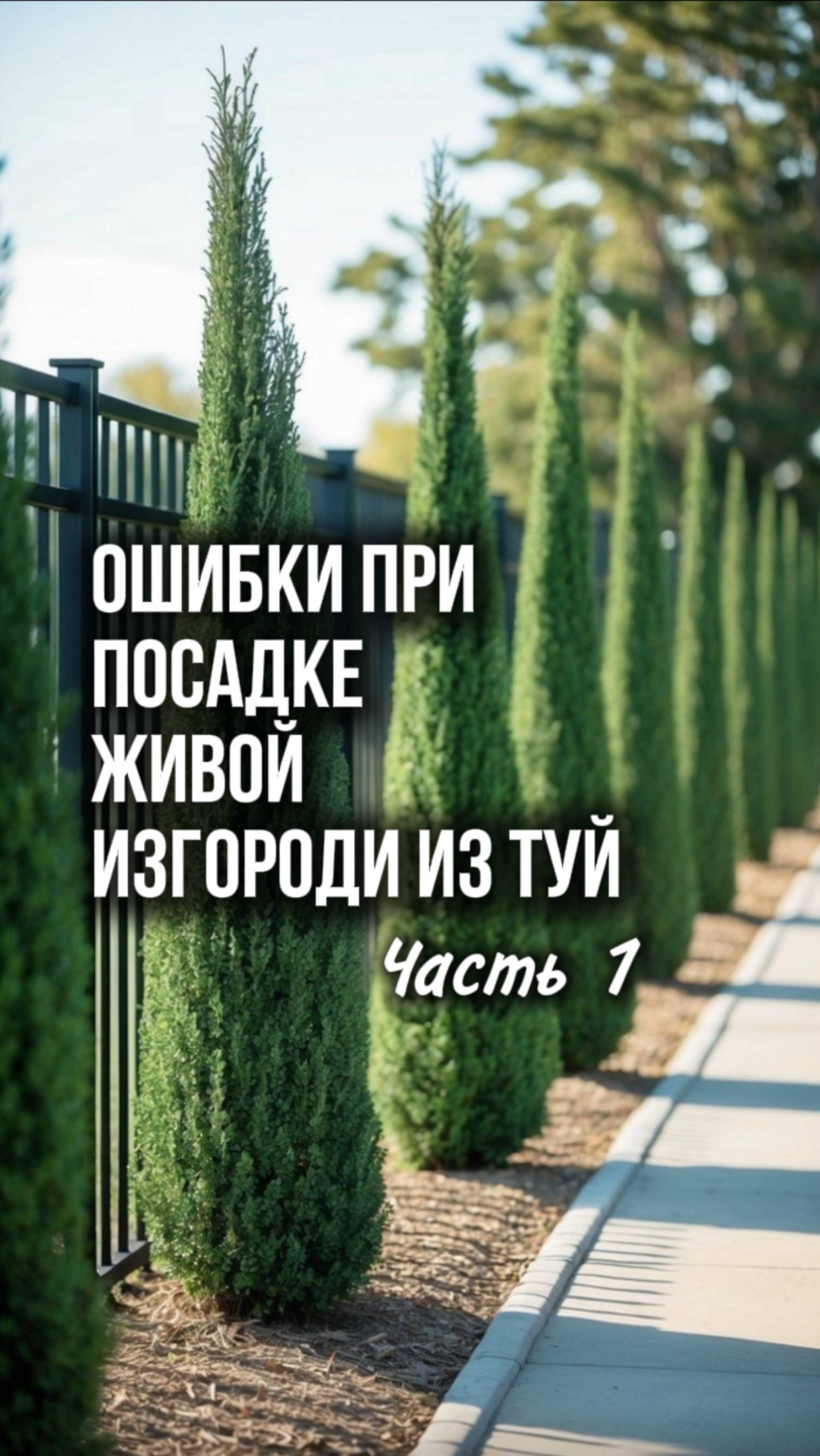 🚨Ошибка при посадке живой изгороди из туй, которую делают многие! Ч.1