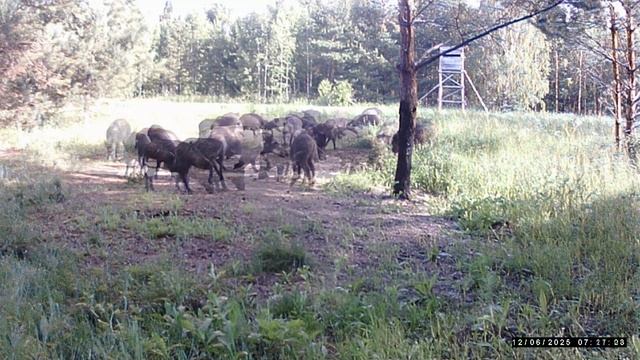 Фололовушка. Кабаны кабаны.