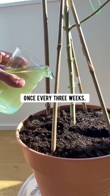 DIY Plant Fertilizer using Cucumber Peels | creative explained