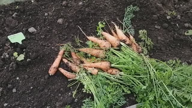 Выкапываю морковь из теплицы