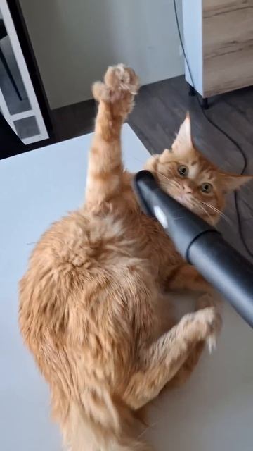 Раз в неделю мы пылесосим Сосиску) #cat #животные