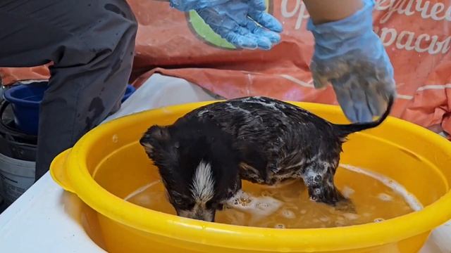Разрывающий сердца зов о помощи крохотного щенка… | Поло