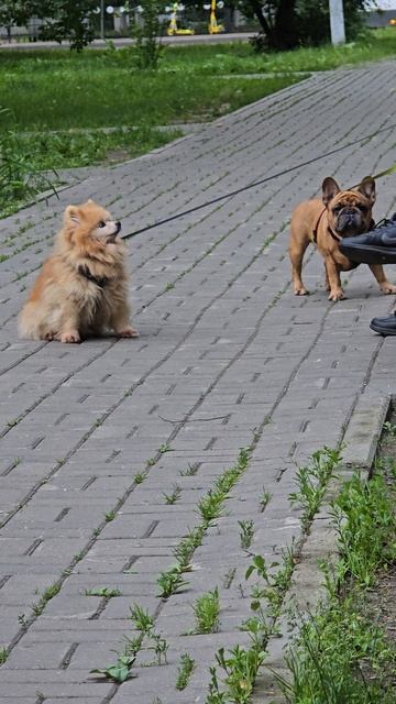 #собачка #reels #margo #short #shorts #shortvideo #shortsvideo #dog #dogs #doglife #dogshorts #happy