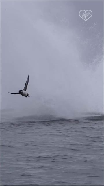 Прыжок морского гиганта