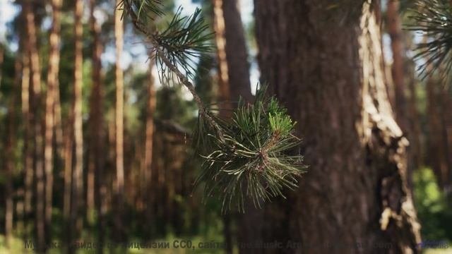 Это видео - как глоток свежего воздуха для души! - Lost On The Freeway -- HoliznaCC0 -- Lost
