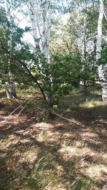 береза