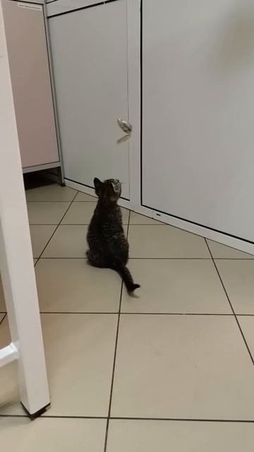 🐱Уняшка был прооперирован, сегодня уже сняли швы. Малыш чувствует себя хорошо, просится ко всем на