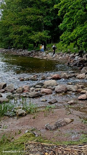 Утка с утятами Финский залив Петергоф.mp4