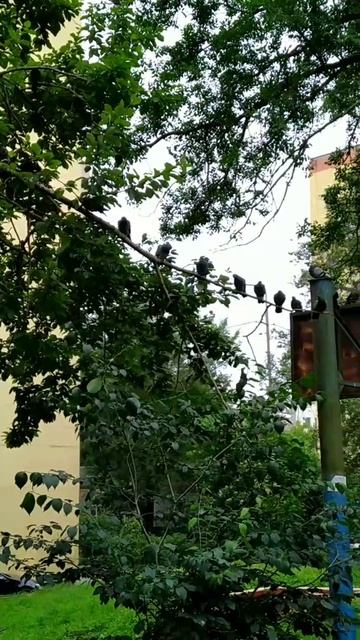 Голубиные посиделки.