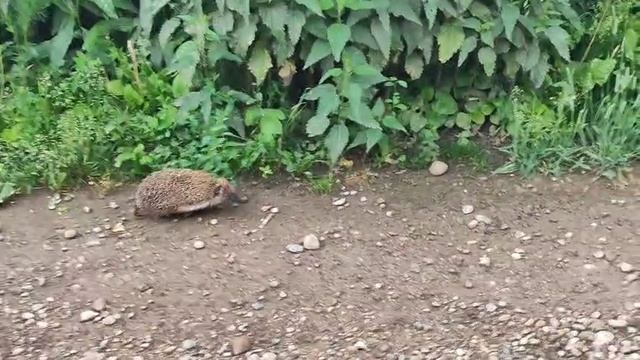 20-06-2025  Ёжик идёт по делам