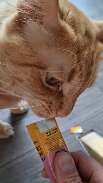 Конфуз... хотела угостить Сосиску, случайно на нос налила #cat #видосыоткота