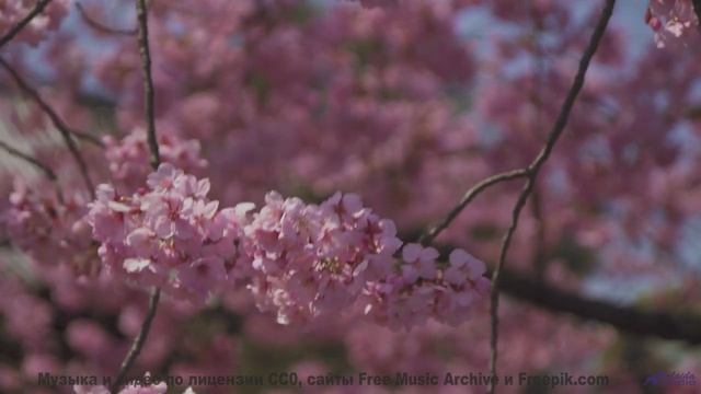 Леса становятся ближе вместе с этой музыкой - Clavecin -- Anne Laplantine -- Padon