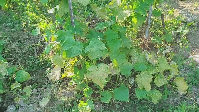 Заболели огурчики(