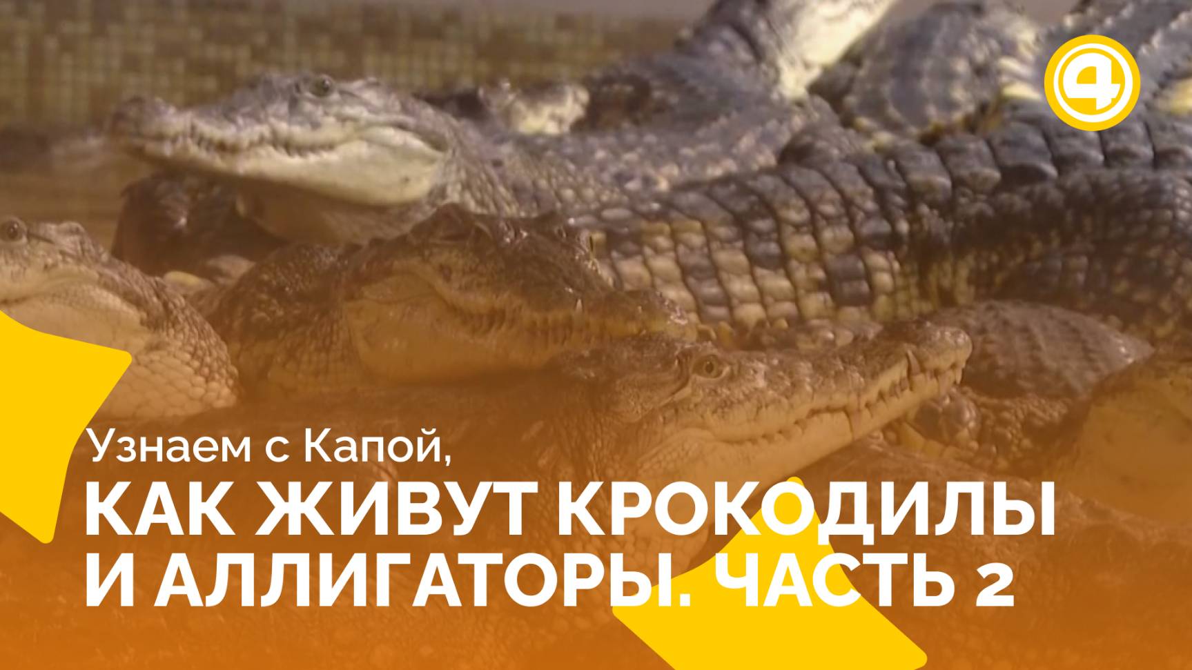 Исследуем жизнь крокодилов вблизи