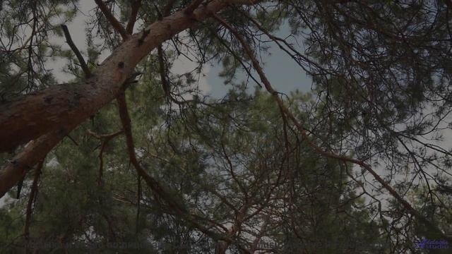 Он заставит тебя поверить в сказку снова! - So My Love - Instrumental (Lower Key) -- Anthem of Rain