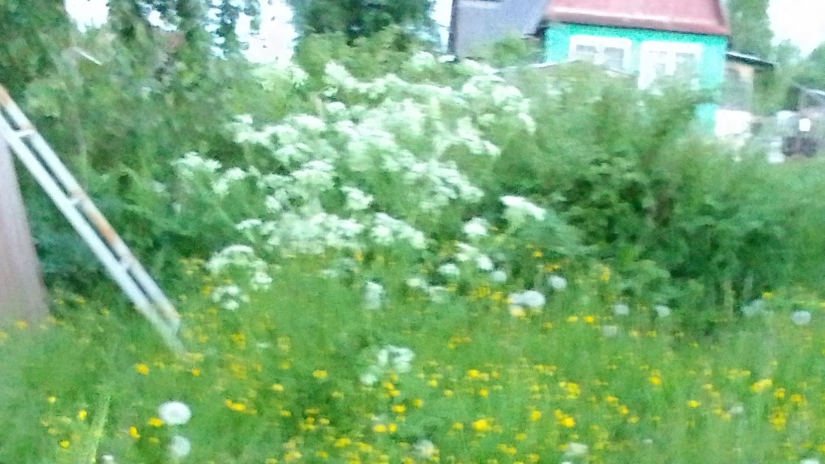 это борщевик или что