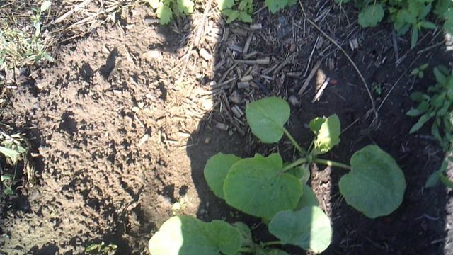 Обзор лунки с тыквой "Улыбка"