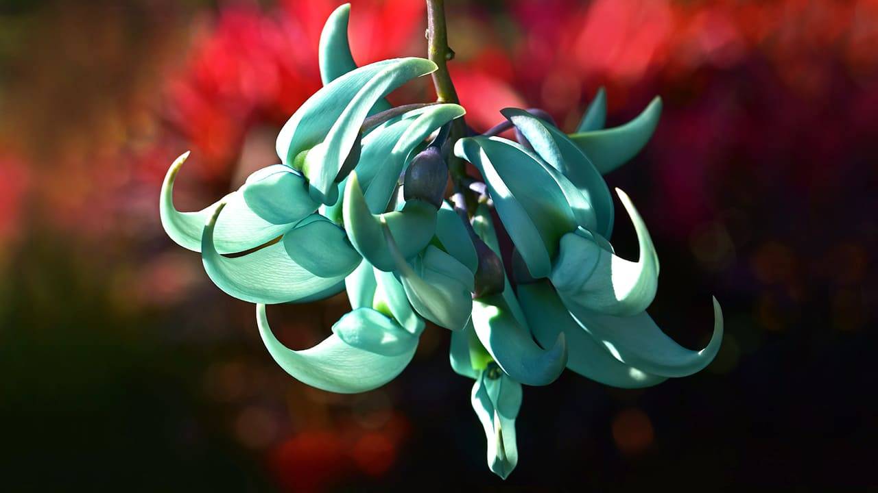 Какие самые дорогие цветы в мире. What are the most expensive flowers in the world