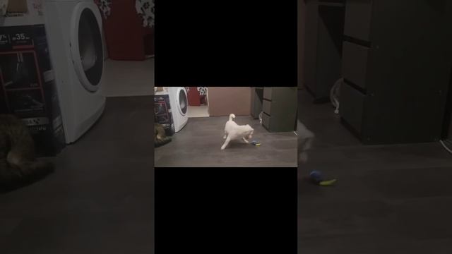 Электрический мяч для кошек/собак.mp4