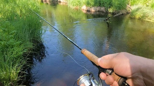 Открытие StreamTrout 2025