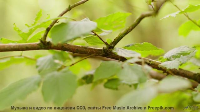 Пейзажи дышат вместе с этим мощным треком - Light Waves -- Kirk Osamayo -- Season Two (BLUE)